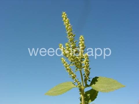 marshelder, annual